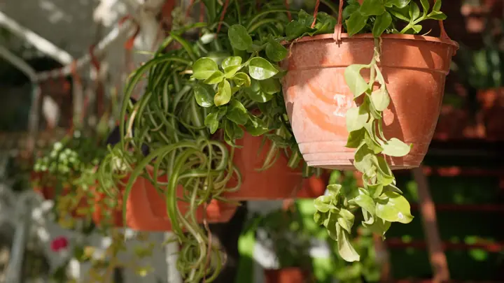 Mejores Macetas para Plantas Medicinales en Balcón 2026