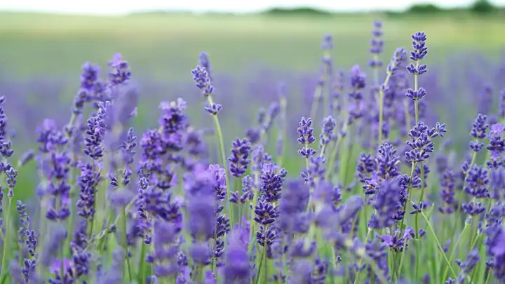 Mejores Plantas Medicinales Relajantes y para el Sueño 2026